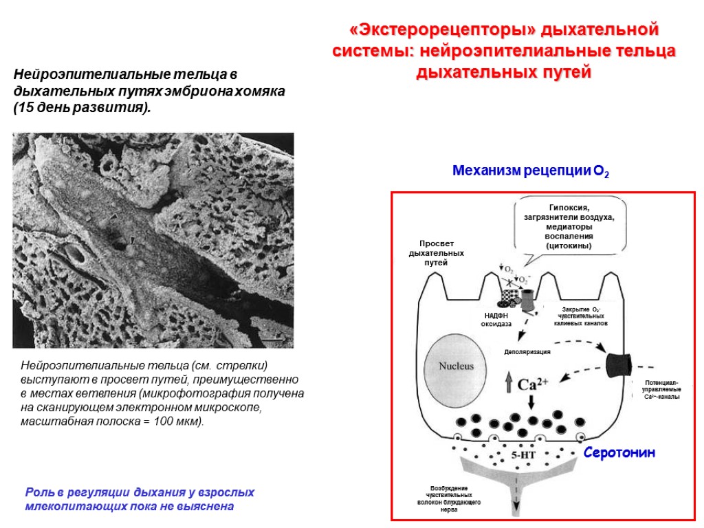 «Экстерорецепторы» дыхательной системы: нейроэпителиальные тельца дыхательных путей Нейроэпителиальные тельца (см. стрелки) выступают в просвет